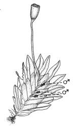 Fissidens hyophilus, habit with capsule and perigonia. Drawn from J.E. Beever 28-85, AK 195501.
 Image: R.C. Wagstaff © Landcare Research 2014 